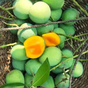 গোবিন্দভোগ আম 10 কেজির 1 ক্যারেট (সাতক্ষিরা)